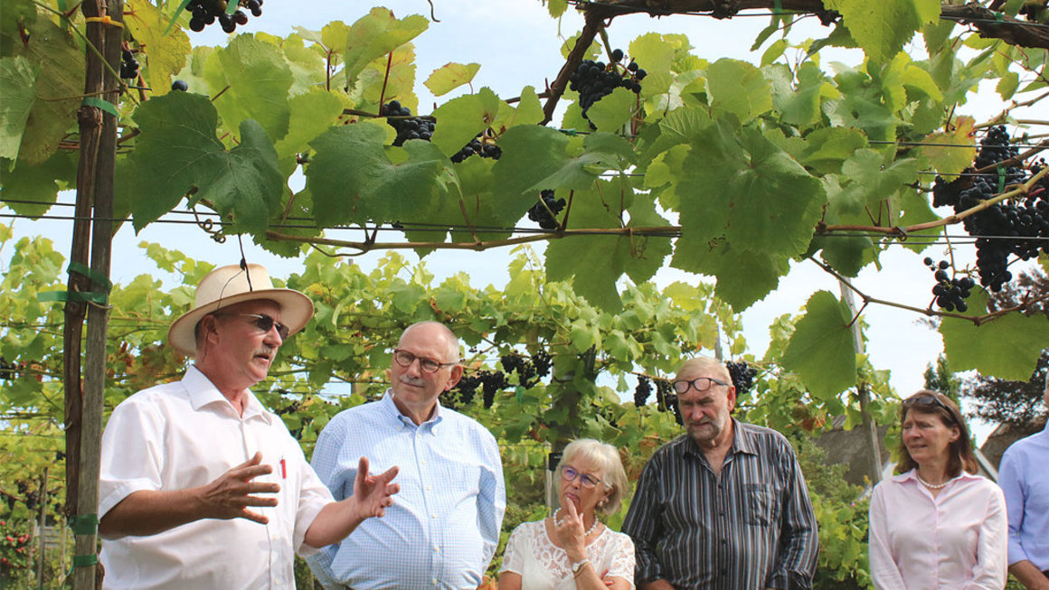 Vesterhavevingaard guide