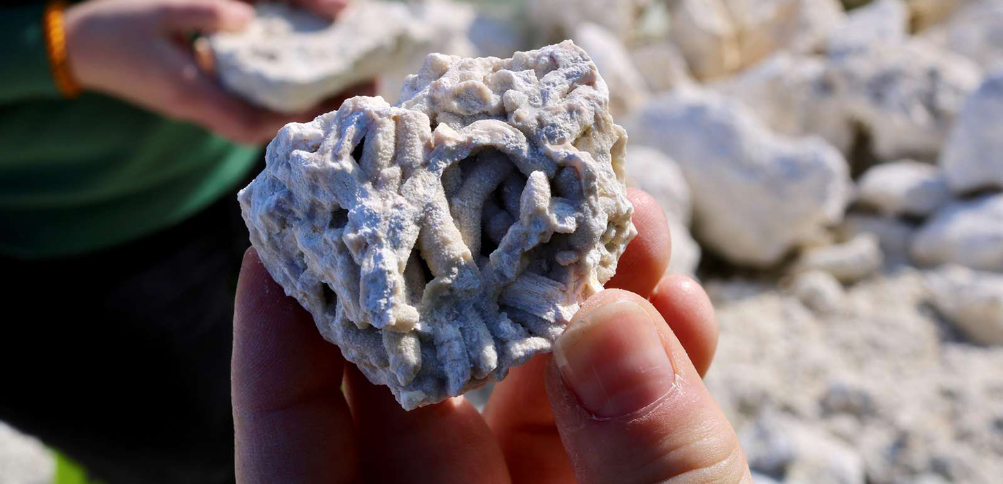 Faxe Kalkbrud fossiljagt