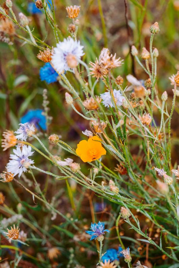 Blomster mark Camøno Møn