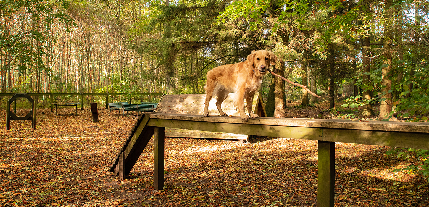 Hund Sydsjælland og Møn