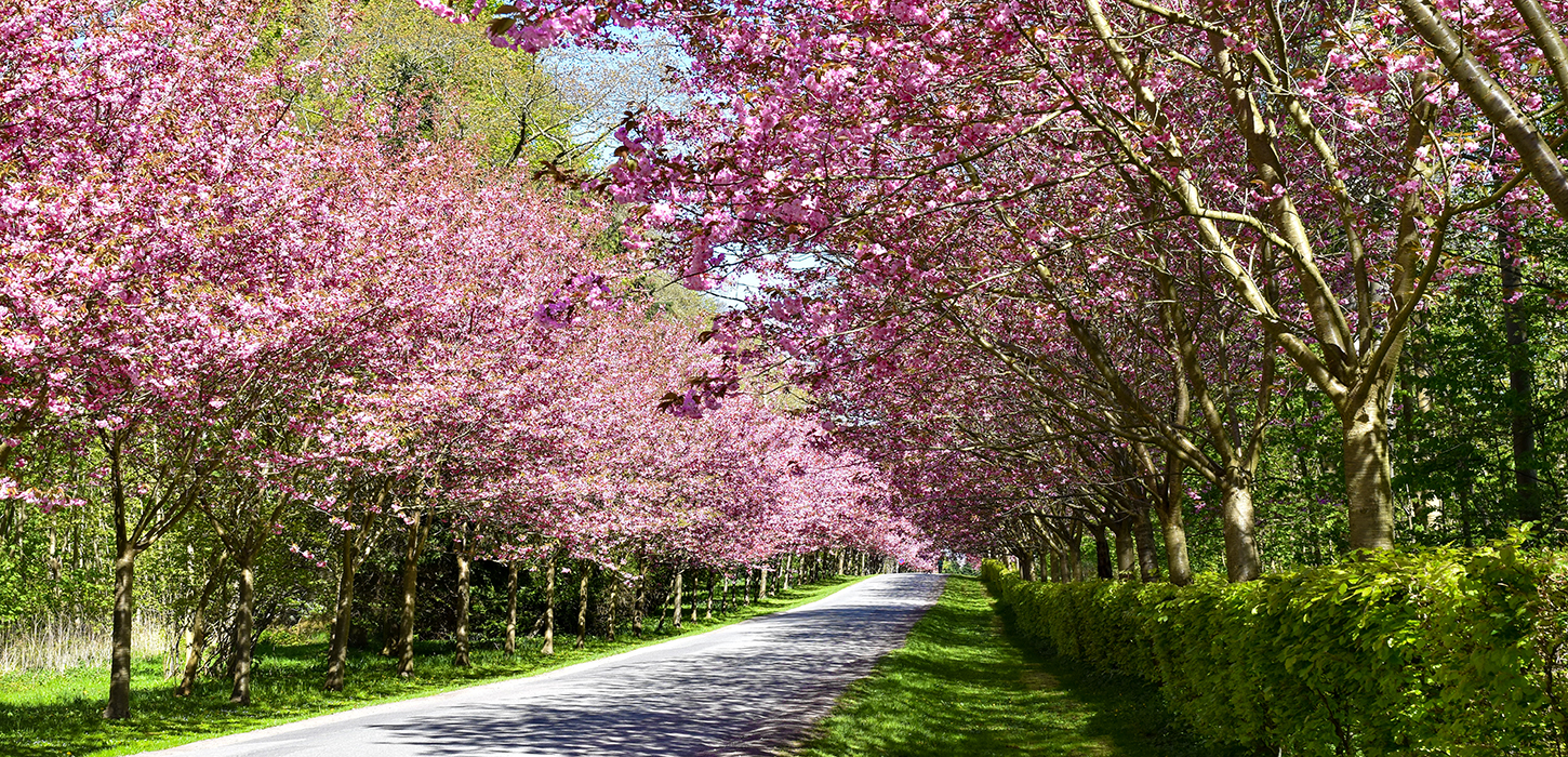 Kirsebærallé på Gavnø Slot