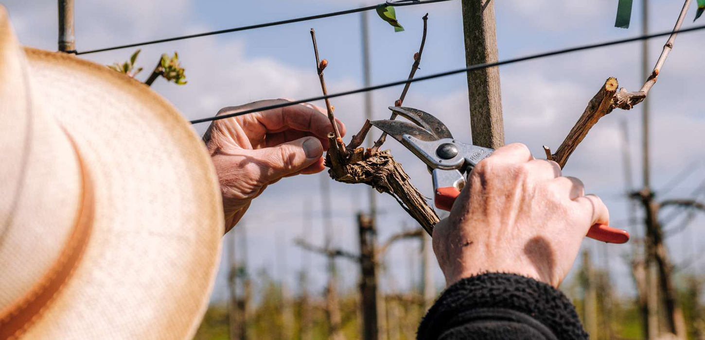 Jesper i vinmarken på Vesterhavegaarden