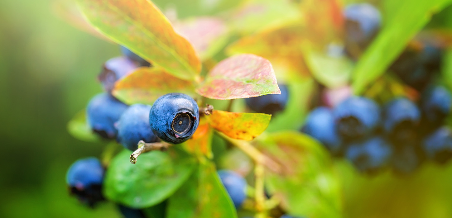 Blåbær på Feddet