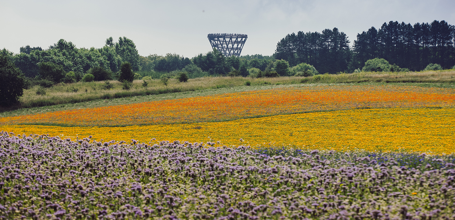 Camp Adventure - blomstermark