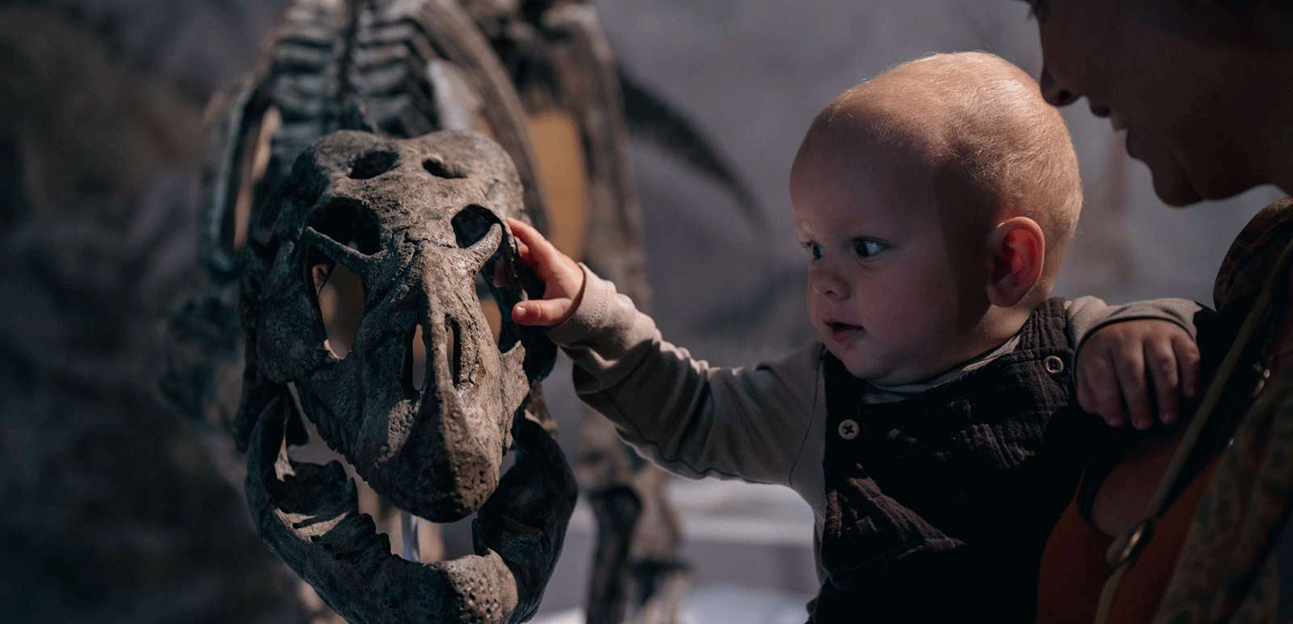 Stevns Klint Experience