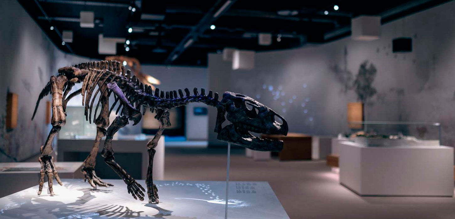 Stevns Klint Experience