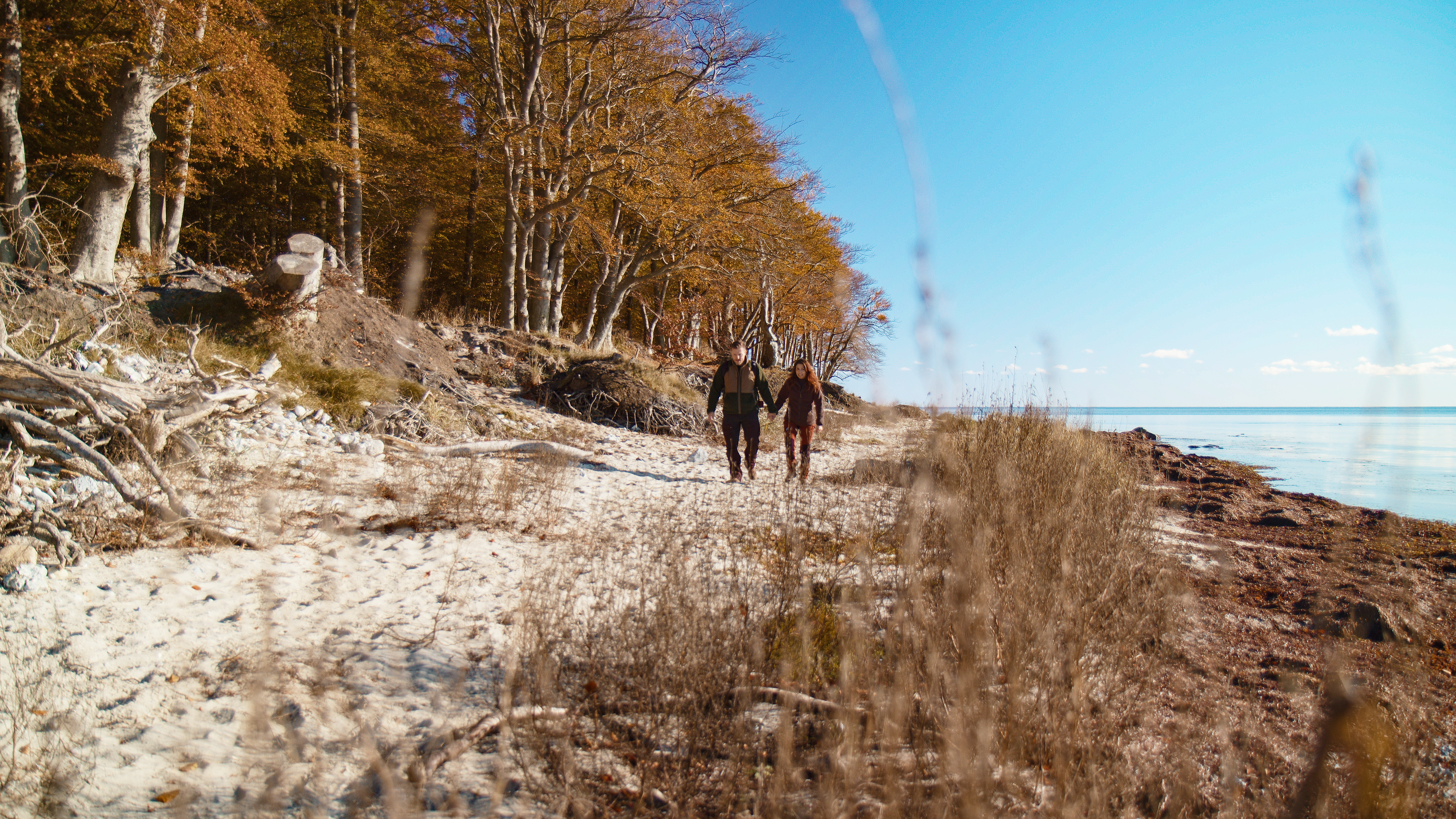 Efterår strandskoven sibirien