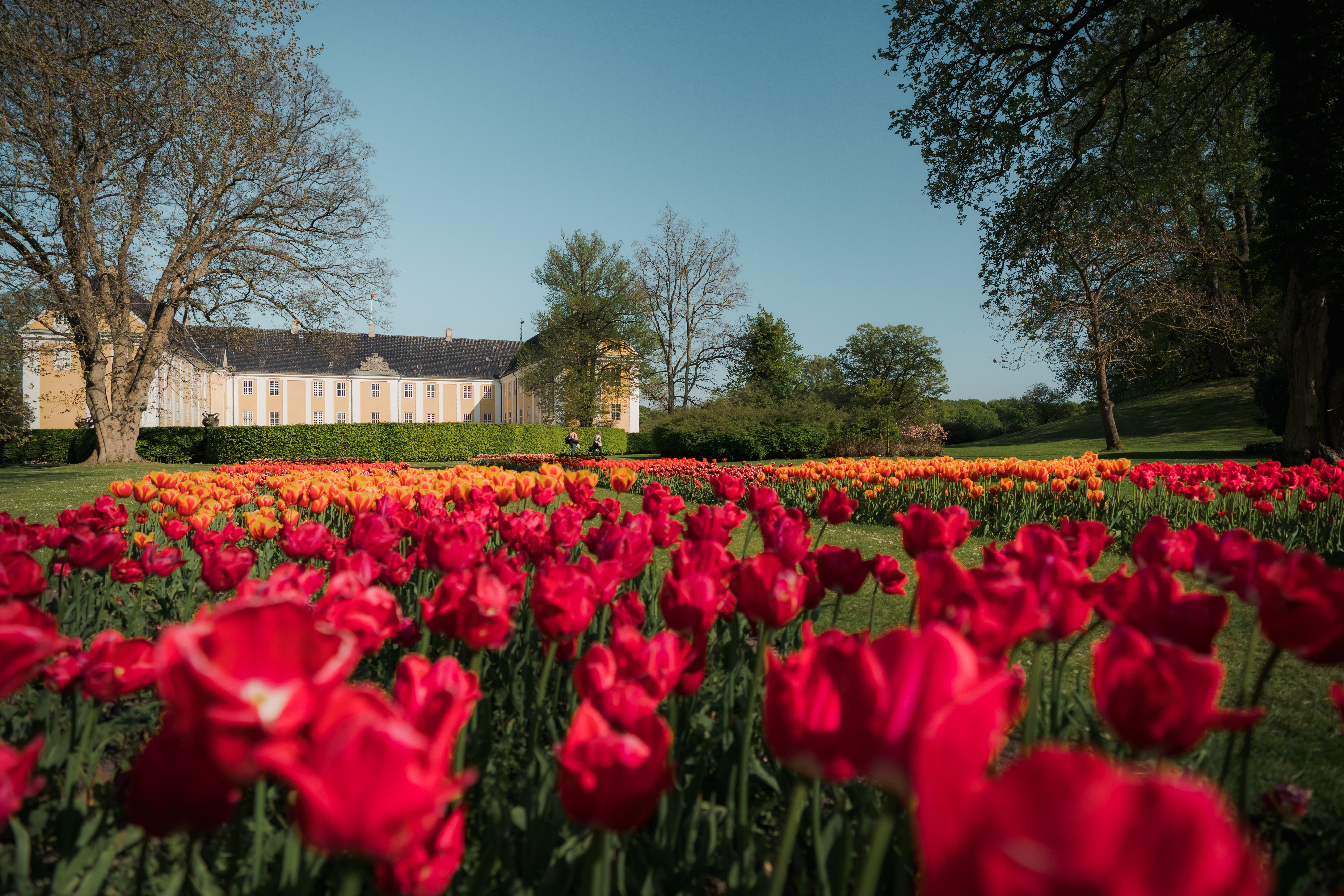 Danmarks største tulipanfestival på Gavnø Slot