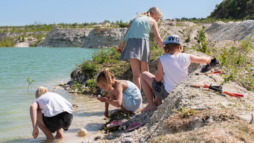 Fossiljagt Faxe Kalkbrud