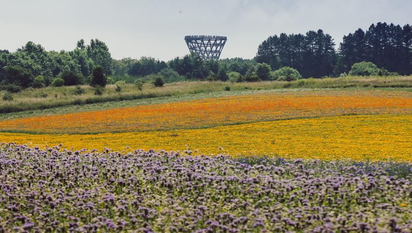 Camp Adventure - blomstermark