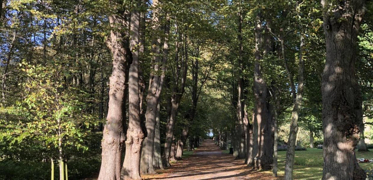 Lindetræer på Gavnø