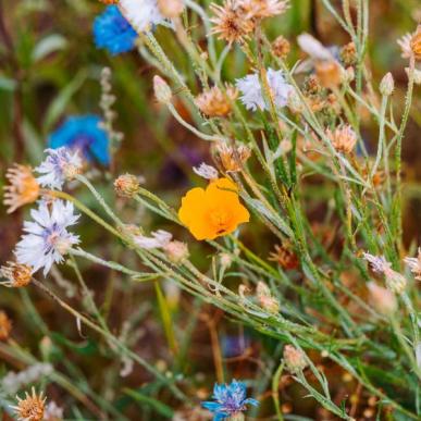 Blomster mark Camøno Møn