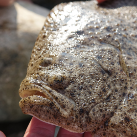 Fladfisk fra kyst, mole og båd