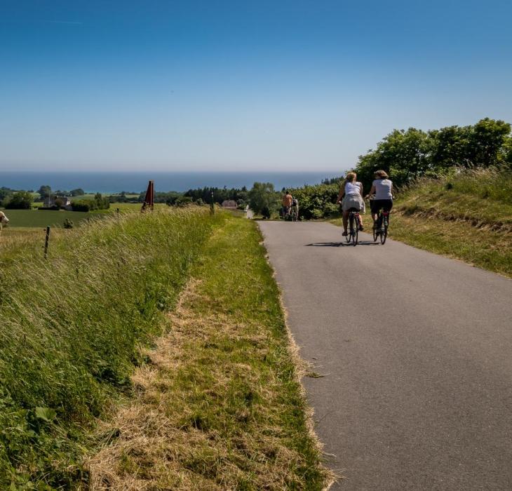 Cyklister og køer på Møn