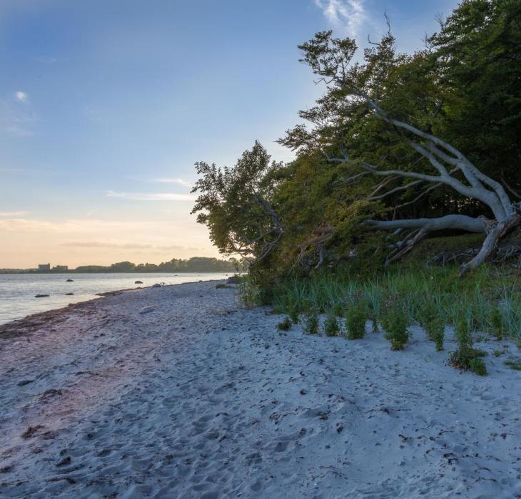 Strandskoven Sibirien - Faxe Ladeplads